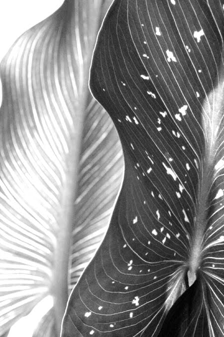 InHabit Black & White Arum Lily Print P0003