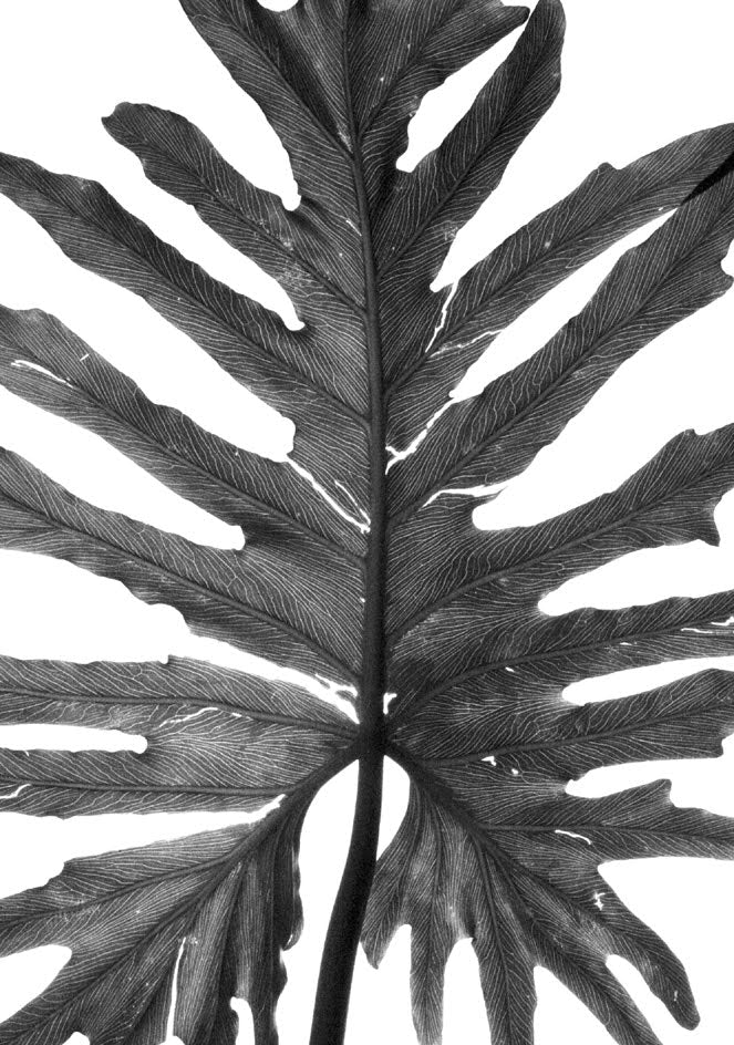 InHabit Monster Delicious Leaf Black & White Print