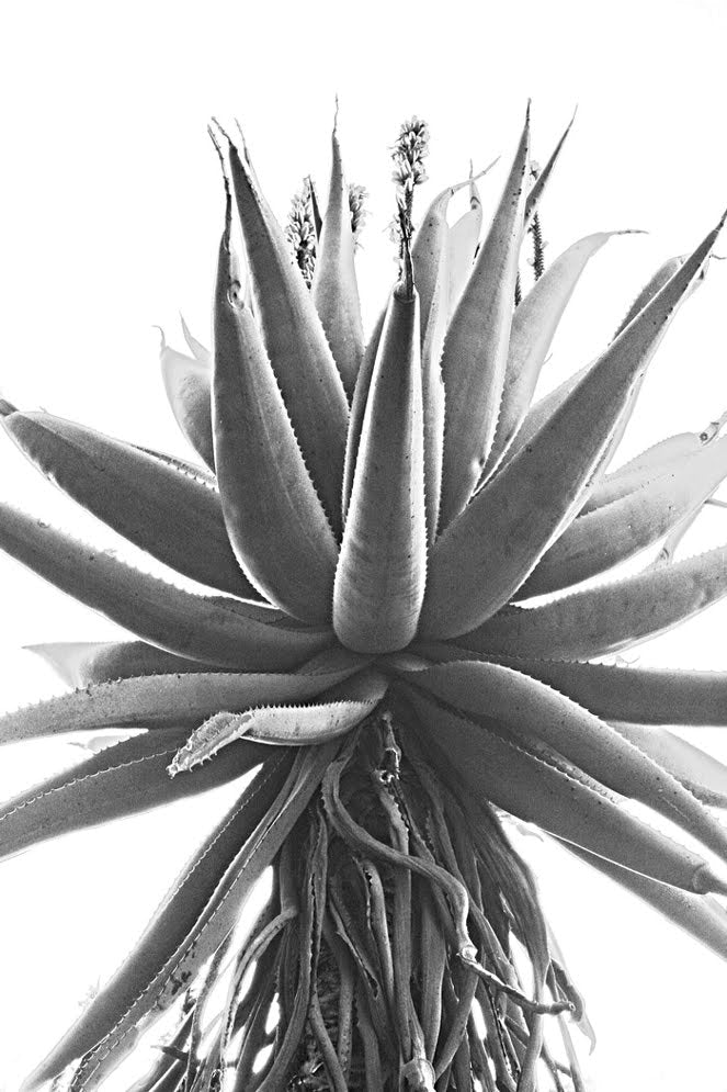 InHabit Aloe Black & White Print P0109