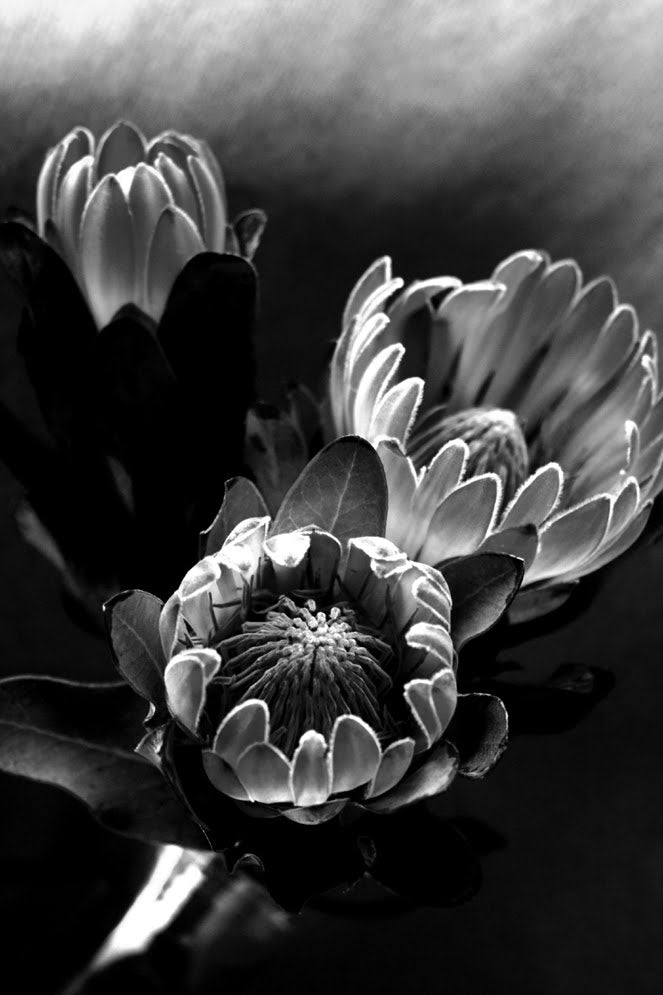 InHabit Proteas in Black and White Print