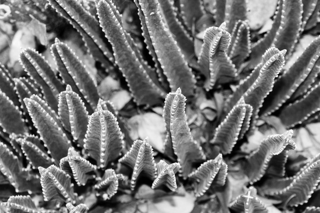 InHabit Cactus in Grey Print L0096
