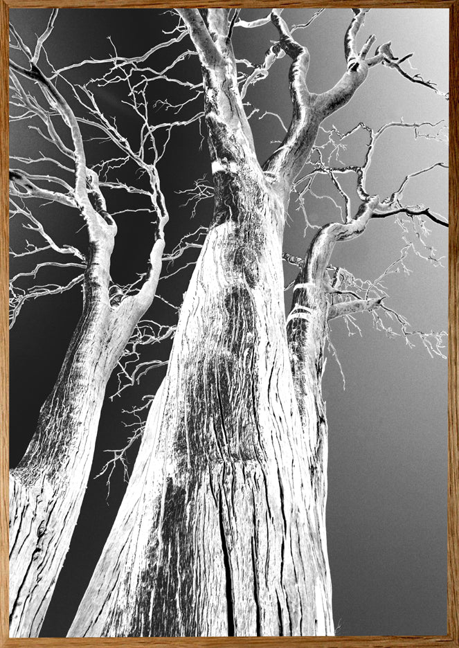 InHabit Eucalyptus Tree Printed on Canvas