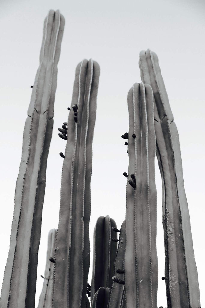 InHabit Cactus Print 4