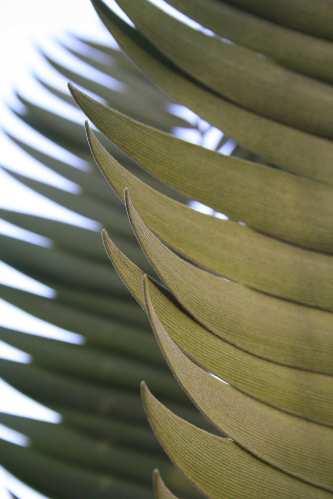 InHabit Palm Leaf Print