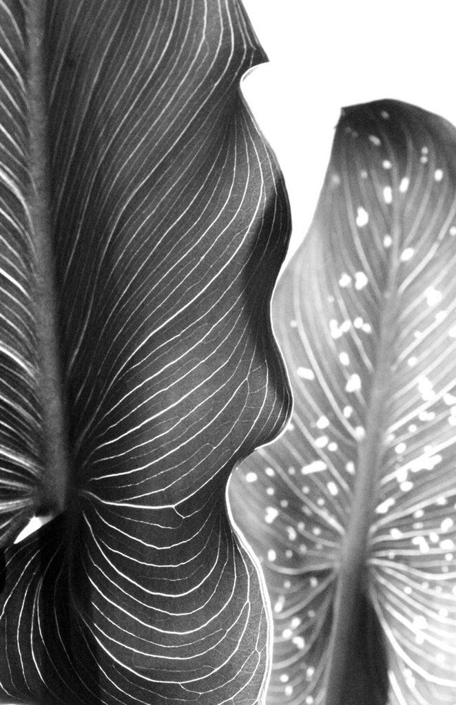 InHabit Arum Lily Black & White Print