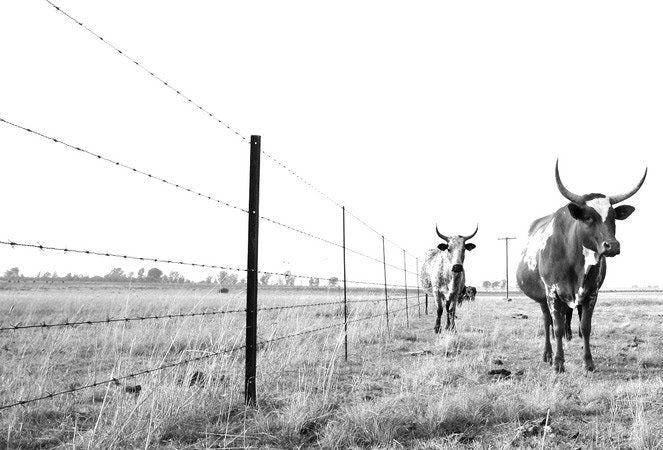 InHabit Nguni at Wired Fence Print L0026