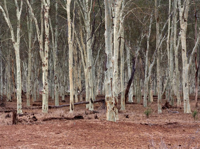 InHabit Fever Tree Forest Print L0030