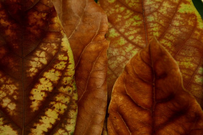 InHabit Autumn Leaf Print L0032