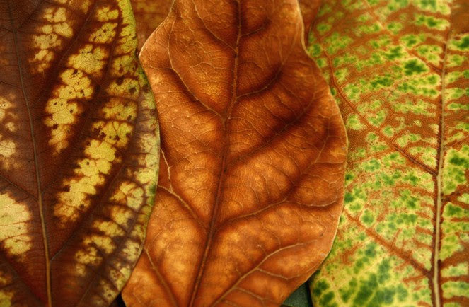 InHabit Autumn Leaf Print L0033