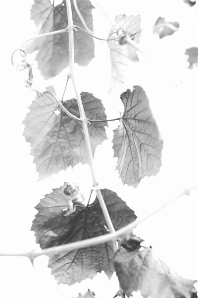 InHabit Leaves in Grey Print P0120