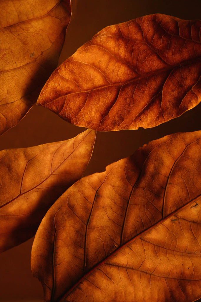 InHabit Autumn Leaf Print L0075
