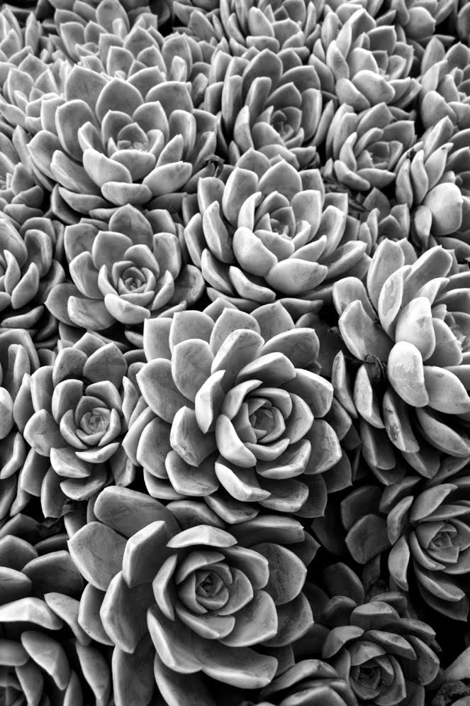 InHabit Rock Roses in Black & White Print