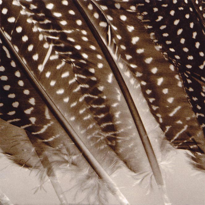 InHabit Feathers Print S0002