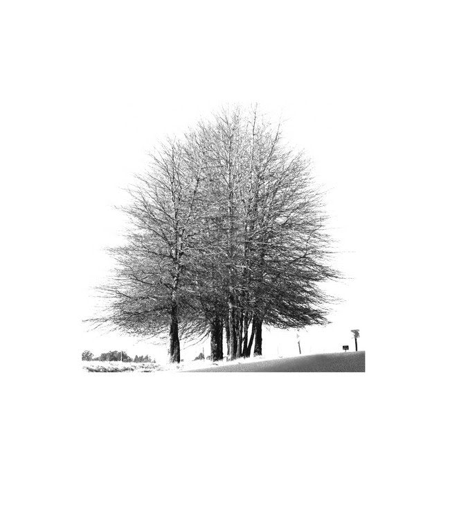 InHabit Trees Print S0015