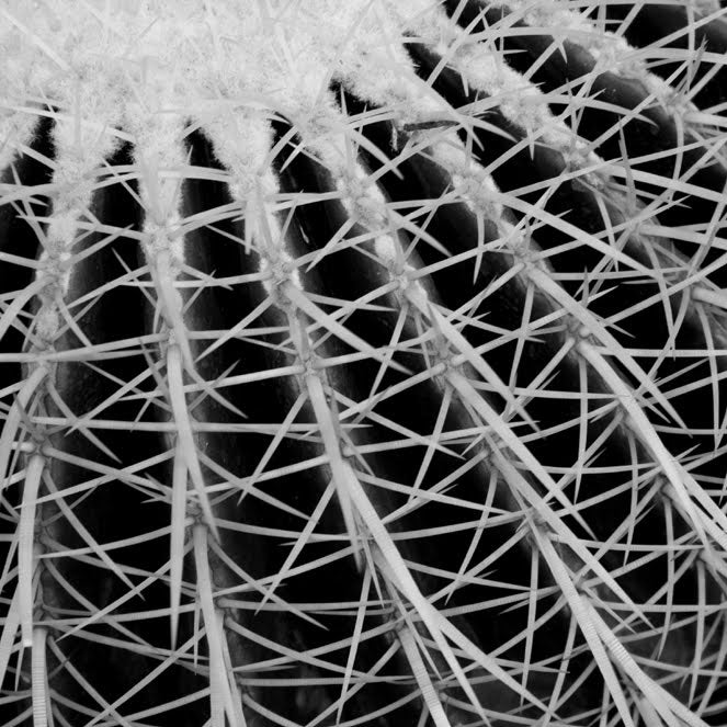 InHabit Cactus Print S0018