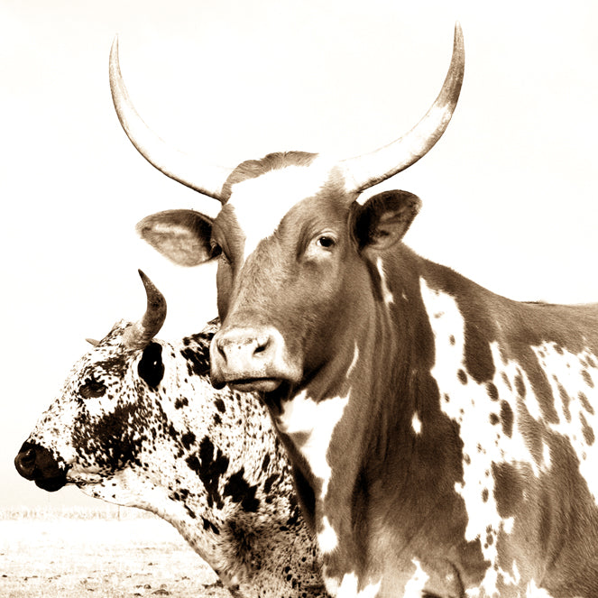 InHabit Nguni Cow and Bull Print S0031