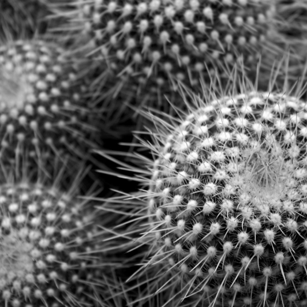 InHabit Cactus Mamilaria Print S0035