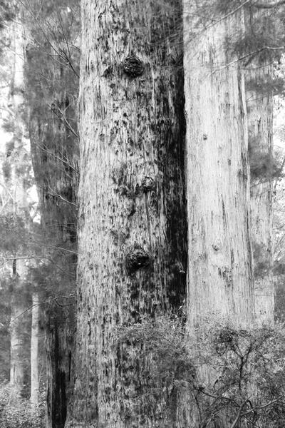 InHabit Tree Trunk in Grey Print P0119