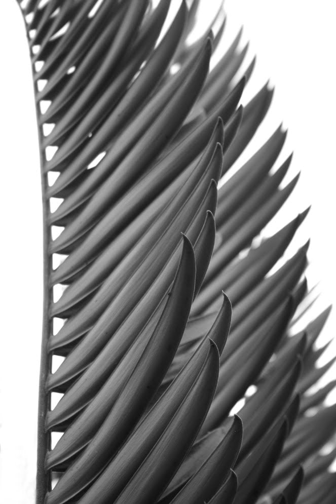 InHabit Palm Leaf Print in Black & White