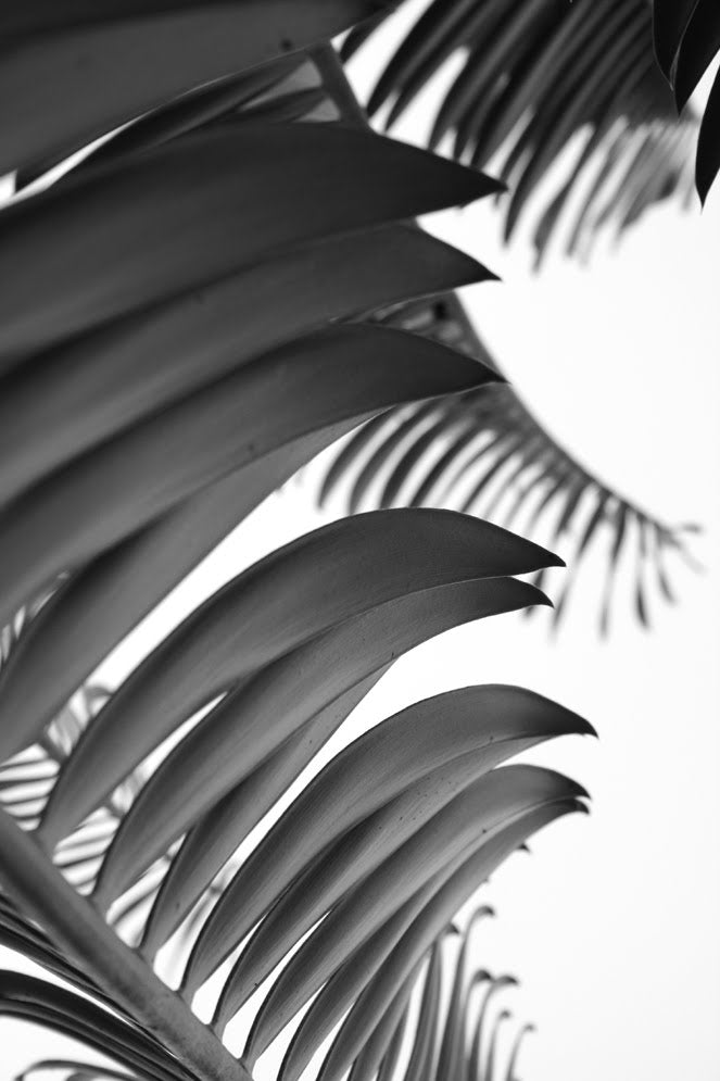 InHabit Palm Leaves in Black and White Print